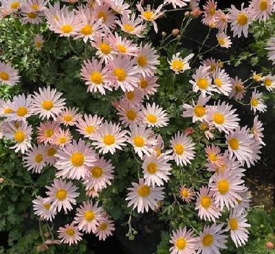 Chrysanthemum (Perennial Chrysanthemum)