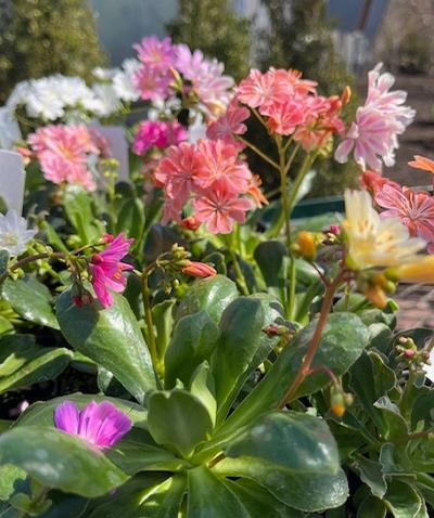 Lewisia cotyledon (Cliff Maids)