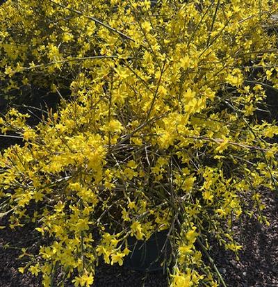 Jasminium nudiflorum (Winter Jasmine)