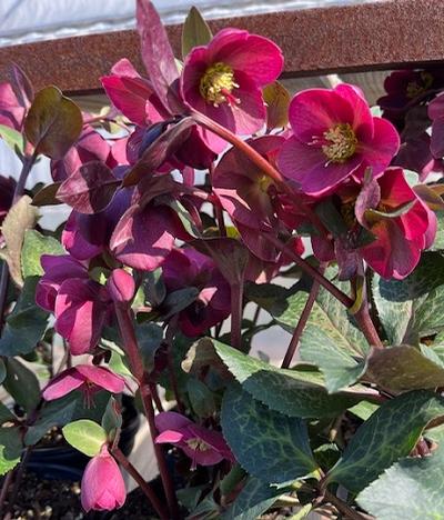 Helleborus (Lenten Rose)