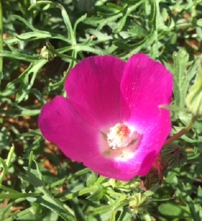Callirhoe involucrata (Purple Poppymallow)