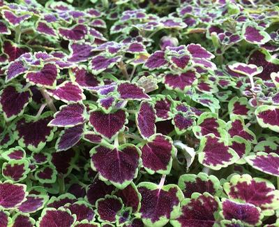 Coleus (Coleus)