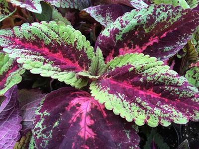 Coleus (Coleus)