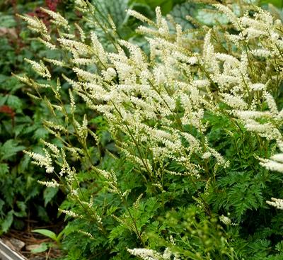 Aruncus aethusifolius (Dwarf Goat's Beard)