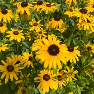 Rudbeckia fulgida Viette's Little Suzy