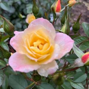 Rosa OSO Easy&reg; Italian Ice