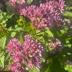 Eutrochium (formerly Eupatorium) dubium Baby Joe